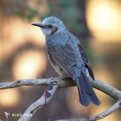 鳥 庭|野鳥図鑑 – BIRD FAN （日本野鳥の会）